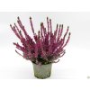 Calluna vulgaris Saphira (2)