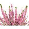 Calluna vulgaris Melina (1)