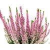 Calluna vulgaris Melina (4)