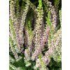 Calluna vulgaris Melina (1)
