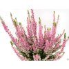 Calluna vulgaris Melina (2)