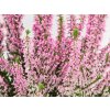 Calluna vulgaris Melina (3)