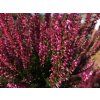 Calluna vulgaris Steffie (1)