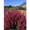 Calluna vulgaris Steffie (3)