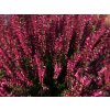 Calluna vulgaris Steffie (4)