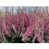 Vřes obecný 'Steffie'  Calluna vulgaris 'Steffie'