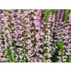 Calluna vulgaris Myrtha (2)