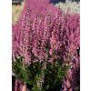 Calluna vulgaris Myrtha (3)