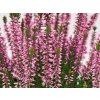 Calluna vulgaris Myrtha (1)