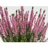 Calluna vulgaris Myrtha (2)