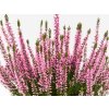 Calluna vulgaris Myrtha (3)