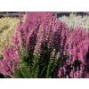 Calluna vulgaris Myrtha (1)
