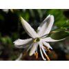 Bělozářka liliovitá - Anthericum liliago  Anthericum liliago