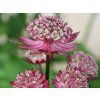 Jarmanka 'Moulin Rouge®' - Astrantia 'Moulin Rouge®'  Astrantia 'Moulin Rouge'