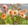Geum Mai Tai (1)