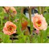 Geum Mai Tai (2)