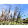 Miscanthus Nippon (1)