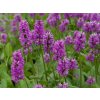 Čistec monieri 'Humello' - Stachys monieri 'Humello'  Stachys monieri 'Humello'
