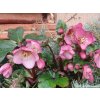 86651 2 cemerice hgc ice n roses rose helleborus hgc ice n roses rose