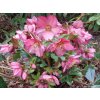 86651 4 cemerice hgc ice n roses rose helleborus hgc ice n roses rose