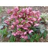 86651 6 cemerice hgc ice n roses rose helleborus hgc ice n roses rose