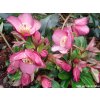 86651 3 cemerice hgc ice n roses rose helleborus hgc ice n roses rose