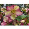 86708 1 cemerice hgc ice n roses dark picotee helleborus hgc ice n roses dark picotee