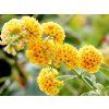 sungold