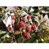 Rubus Thornless Evergreen (1)
