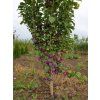 Švestka 'Kolonovidnaja' - k sloupovitému zapěstování  Prunus cerasifera 'Kolonovidnaja'