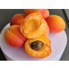 86885 2 prunus pricia 1