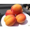 86885 prunus pricia 8