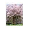 Sakura 'Accolade'  Prunus 'Accolade'