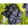 Réva vinná 'Attika'  Vitis vinifera 'Attika'