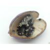 Akébie trojčetná  Akebia trifoliata