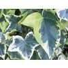 Břečťan kavkazský 'Dentata Variegata'  Hedera colchica 'Dentata Variegata'