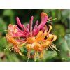 Zimolez Heckrottův 'GoldFlame'  Lonicera heckrotii 'GoldFlame'