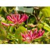 Lonicera Goldflame (2)