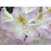 Rododendron 'Brigitte'  Rhododendron 'Brigitte'