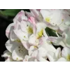 Rododendron 'Brigitte'  Rhododendron 'Brigitte'