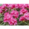 Rododendron 'Sneezy'  Rhododendron 'Sneezy'