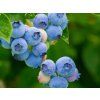 bluetta