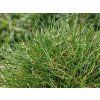 Kostřava medvědí 'Pic Carlit' - Festuca gautieri 'Pic Carlit'  Festuca gautieri 'Pic Carlit'