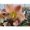 87338 2 cemerice hgc camelot helleborus hgc camelot