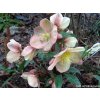 87338 3 cemerice hgc camelot helleborus hgc camelot