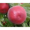Broskvoň 'Patty'  Prunus persica 'Patty'