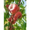 Broskvoň 'Ufo 4'  Prunus persica 'Ufo 4'