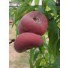 Broskvoň 'Ufo 4'  Prunus persica 'Ufo 4'