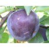Japonská švestka 'Black Splendor'  Prunus salicina 'Black Splendor'