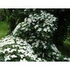 Dřín japonský  Cornus kousa